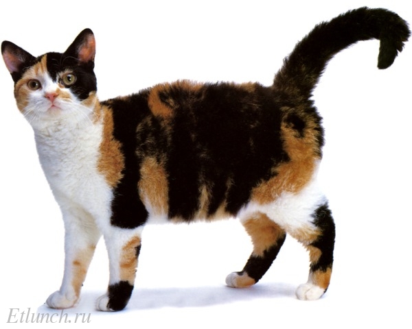 Самые редкие и необычные породы кошек. Американская жесткошерстная кошка